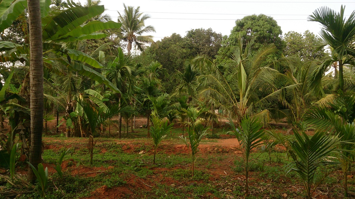 Agriculture & Livelihoods